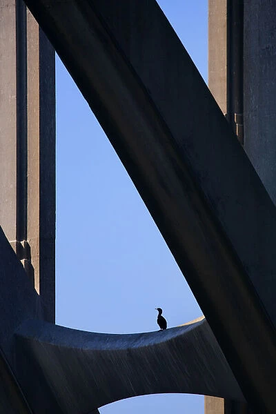 USA, Oregon, Newport. Cormorant resting on support beam of Yaquina Bay Bridge