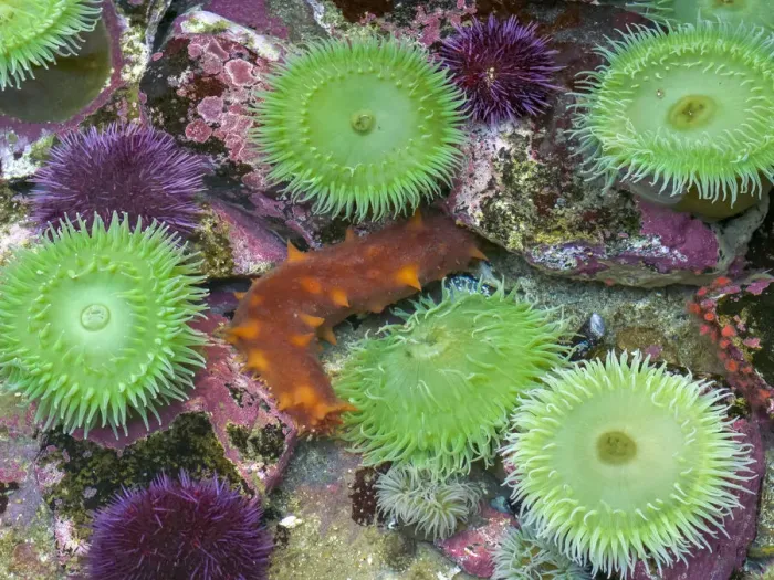 Framed Print : USA, Oregon, Newport. Green sea anemones and orange sea slug in tide pool exhibit Framed Print : USA, Oregon, Newport. Green sea anemones and orange sea slug in tide pool exhibit