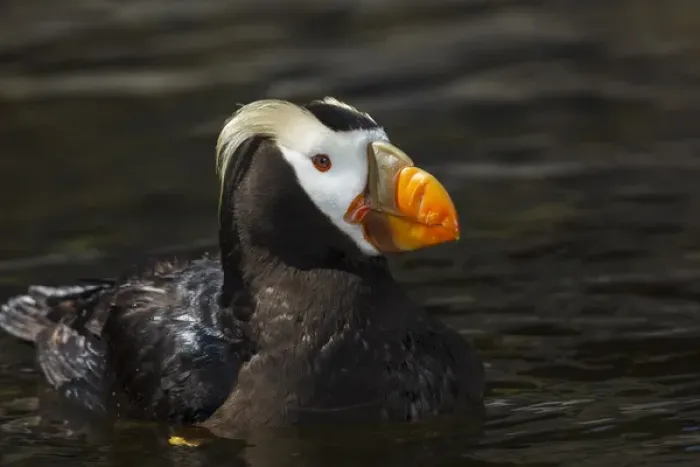 Framed Print : USA, Oregon, Newport, Oregon Coast Aquarium, Tufted Puffin (Fratercula cirrhata) CAPT Framed Print : USA, Oregon, Newport, Oregon Coast Aquarium, Tufted Puffin (Fratercula cirrhata) CAPT
