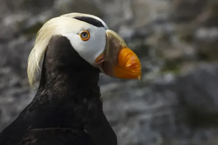 Framed Print : USA, Oregon, Newport, Oregon Coast Aquarium, Tufted Puffin (Fratercula cirrhata) CAPT