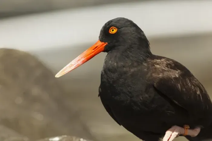 Framed Print : USA, Oregon, Newport, Oregon Coast Aquarium, Black Oystercatcher (Haematopus bachmani) Framed Print : USA, Oregon, Newport, Oregon Coast Aquarium, Black Oystercatcher (Haematopus bachmani)