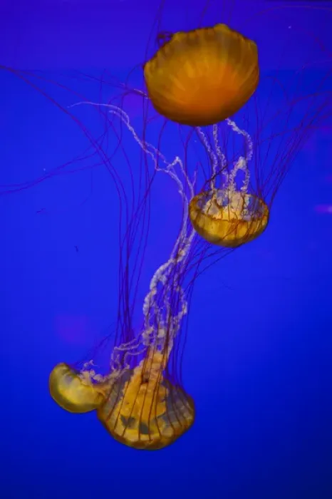 Framed Print : USA, Oregon, Newport, Oregon Coast Aquarium, Pacific Sea Nettle (Chrysaora fuscescens)