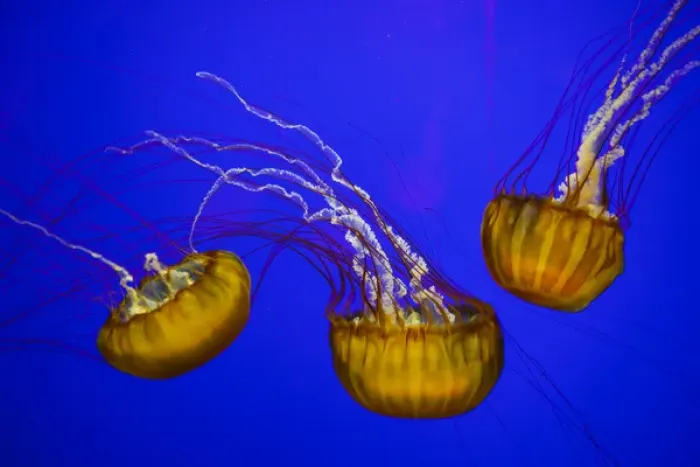Framed Print : USA, Oregon, Newport, Oregon Coast Aquarium, Pacific Sea Nettle (Chrysaora fuscescens) Framed Print : USA, Oregon, Newport, Oregon Coast Aquarium, Pacific Sea Nettle (Chrysaora fuscescens)