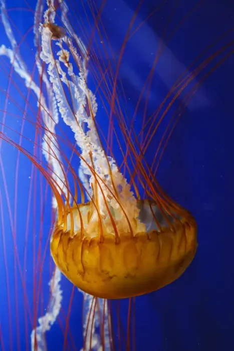 Framed Print : USA, Oregon, Newport, Oregon Coast Aquarium, Pacific Sea Nettle (Chrysaora fuscescens) Framed Print : USA, Oregon, Newport, Oregon Coast Aquarium, Pacific Sea Nettle (Chrysaora fuscescens)