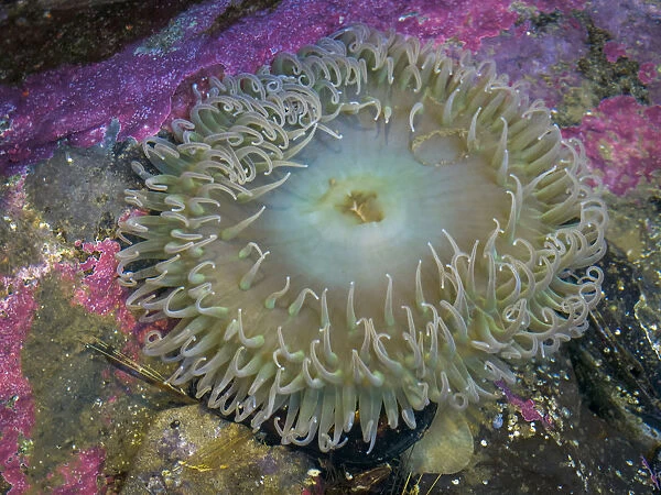 USA, Oregon, Newport. Sea anemone in a tide pool exhibit