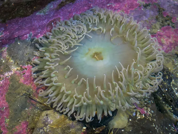 Framed Print : USA, Oregon, Newport. Sea anemone in a tide pool exhibit Framed Print : USA, Oregon, Newport. Sea anemone in a tide pool exhibit