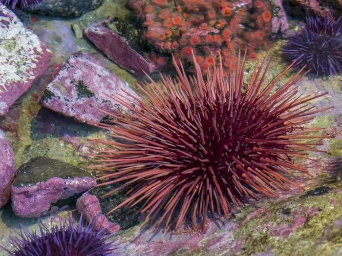 Framed Print : USA, Oregon, Newport. Sea urchin in a tide pool exhibit