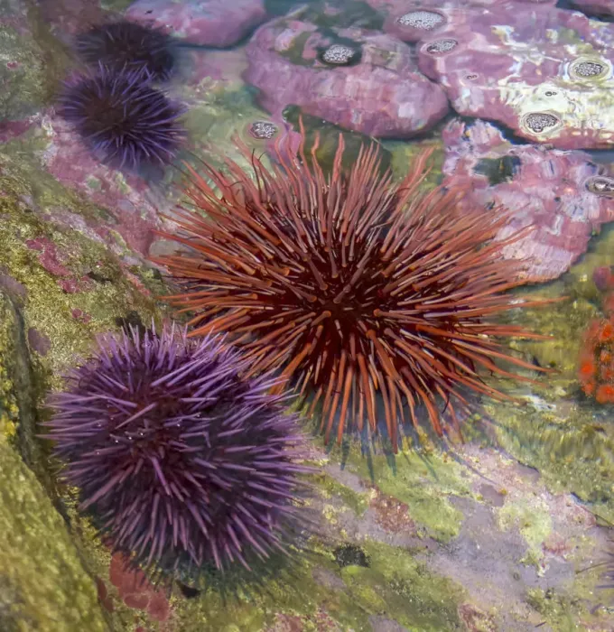 Framed Print : USA, Oregon, Newport. Sea urchins in a tide pool exhibit Framed Print : USA, Oregon, Newport. Sea urchins in a tide pool exhibit