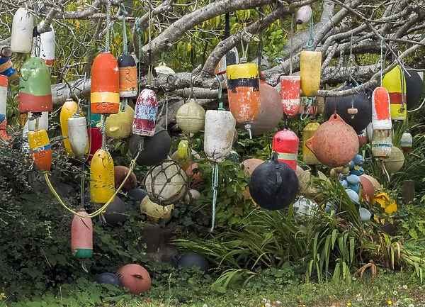 USA, Oregon, Newport. Tree decorated with buoys
