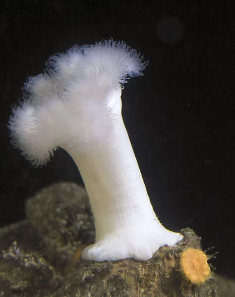USA, Oregon, Newport. White sea anemone. Credit as: Wendy Kaveney  /  Jaynes Gallery  /  DanitaDelimont