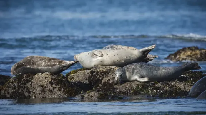 Framed Print : USA, Oregon, Newport, Yaquina Head, Harbor Seals (Phoca vitulina) hauled out
