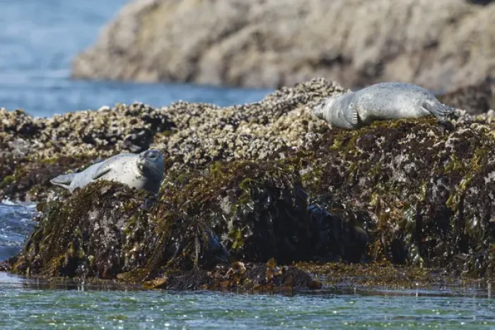 Framed Print : USA, Oregon, Newport, Yaquina Head, Harbor Seals (Phoca vitulina) hauled out Framed Print : USA, Oregon, Newport, Yaquina Head, Harbor Seals (Phoca vitulina) hauled out