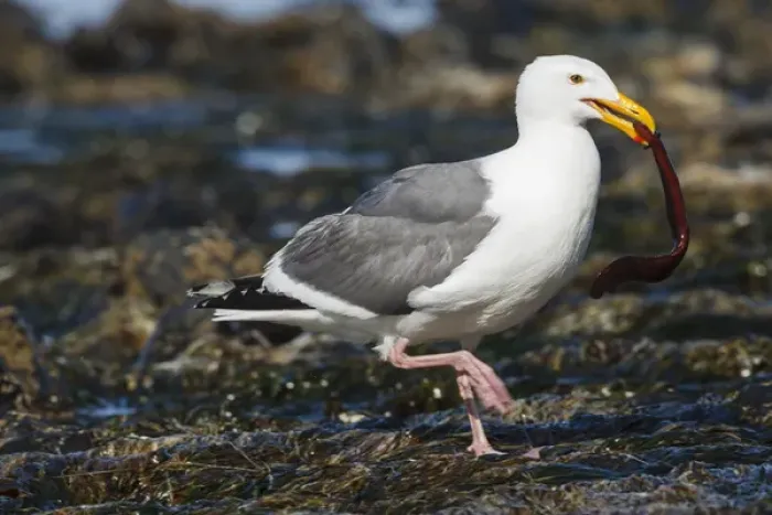Framed Print : USA, Oregon, Newport, Yaquina Head, Western Gull (Larus occidentalis) with eel Framed Print : USA, Oregon, Newport, Yaquina Head, Western Gull (Larus occidentalis) with eel
