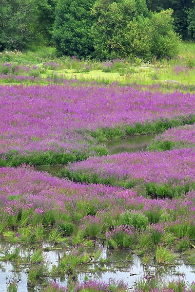 USA, Oregon, Oaks Bottom. Purple loosestrife flowers in marsh