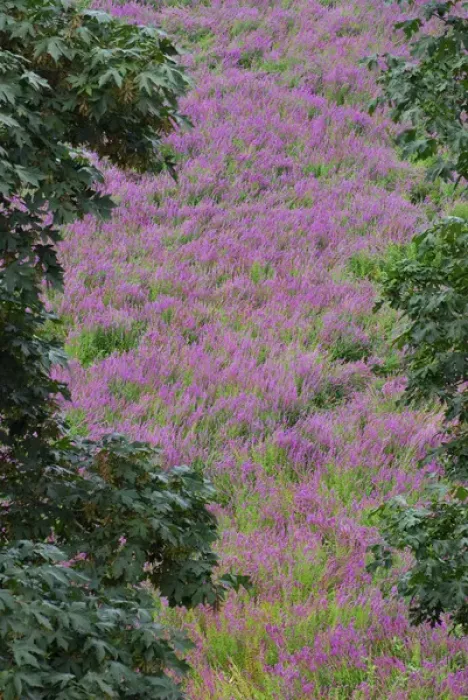 Framed Print : USA, Oregon, Oaks Bottom. Scenic of purple loosestrife wildflowers Framed Print : USA, Oregon, Oaks Bottom. Scenic of purple loosestrife wildflowers
