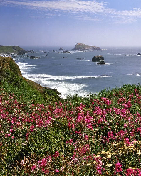 USA, Oregon. Ocean landscape of Goat Rock and sweet peas