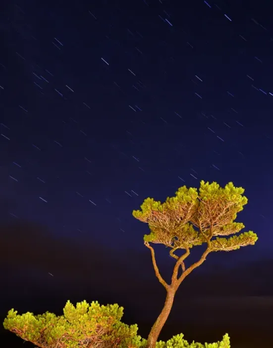 Framed Print : USA, Oregon, Oceanside. Pine tree against star trails Framed Print : USA, Oregon, Oceanside. Pine tree against star trails