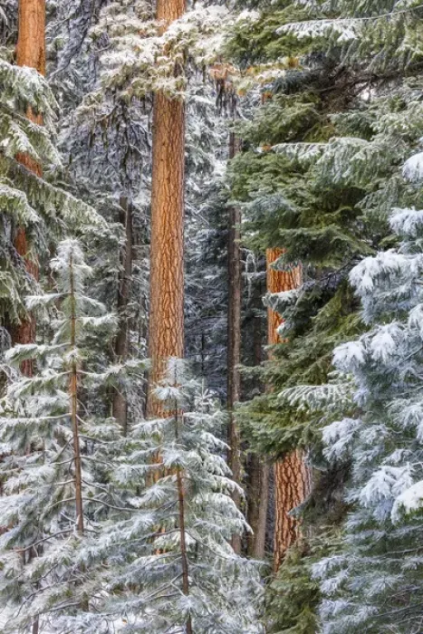 Framed Print : USA, Oregon, Ochoco Mountains. Snowy pine forest in winter