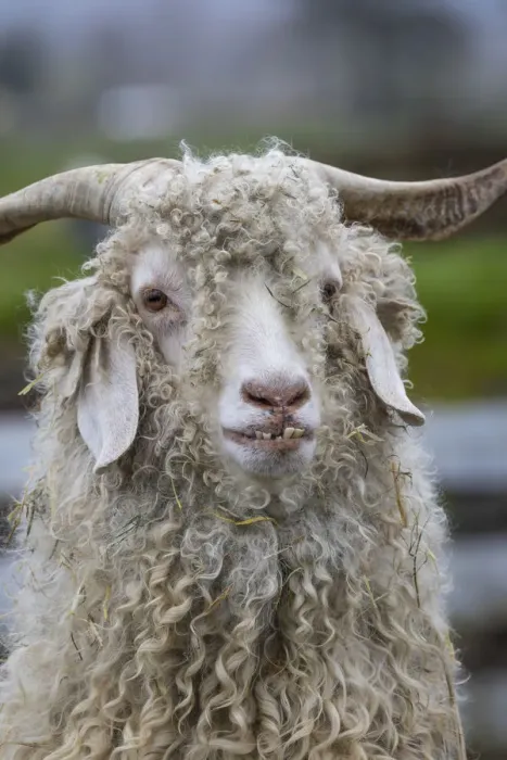 Framed Print : USA, Oregon. Old goat close-up. Credit as: Don Paulson  /  Jaynes Gallery  /  DanitaDelimont