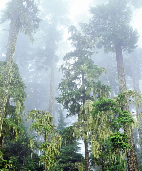 USA, Oregon, Old Growth Douglas Fir Tree in the Rainforest