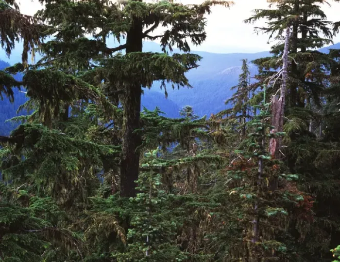 Framed Print : USA, Oregon, Opal Creek Wilderness, Willamette National Park, Tree trunk in forest