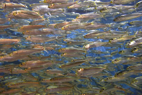 USA, Oregon, Oregon Coast Aquarium. School of Pacific sardines in aquarium