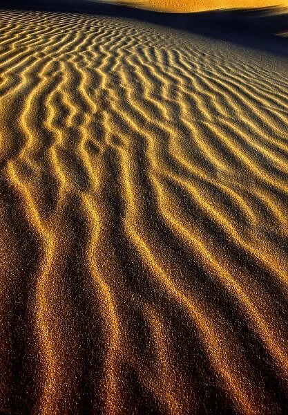 USA, Oregon, Oregon Dunes National Recreation Area. Dune pattern abstract