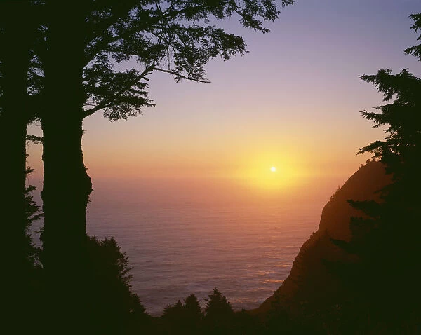 USA, Oregon. Oswald West State Park, summer sunset viewed from below Neahkanie Mountain