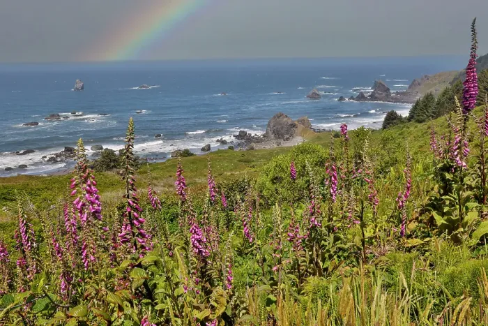 Framed Print : USA, Oregon. Pacific coastline Samuel H. Boardman State Scenic Corridor rainbow landscape with Foxglove in foreground Framed Print : USA, Oregon. Pacific coastline Samuel H. Boardman State Scenic Corridor rainbow landscape with Foxglove in foreground