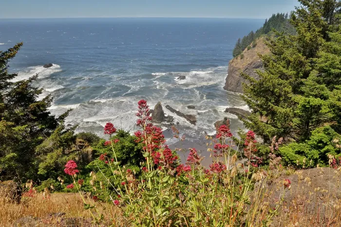 Framed Print : USA, Oregon. Pacific coastline Samuel H. Boardman State Scenic Corridor landscape with wildflowers in foreground