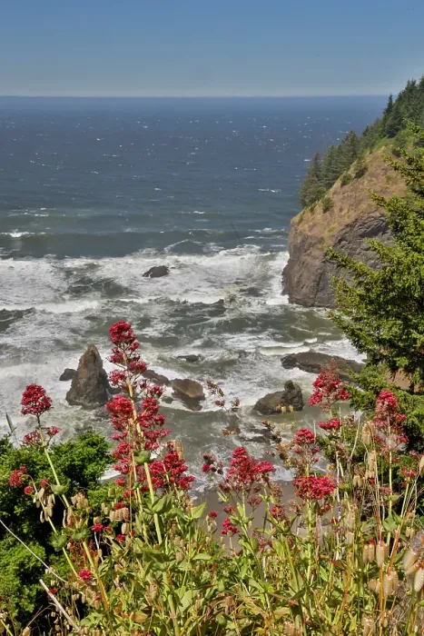 Framed Print : USA, Oregon. Pacific coastline Samuel H. Boardman State Scenic Corridor landscape with wildflowers in foreground