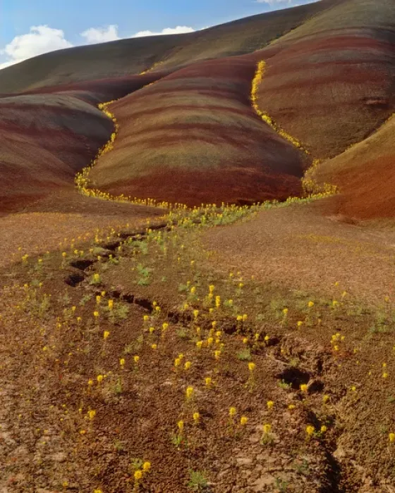 Framed Print : USA, Oregon, Painted Hills in John Day Fossil Beds National Monument. Yellow bee