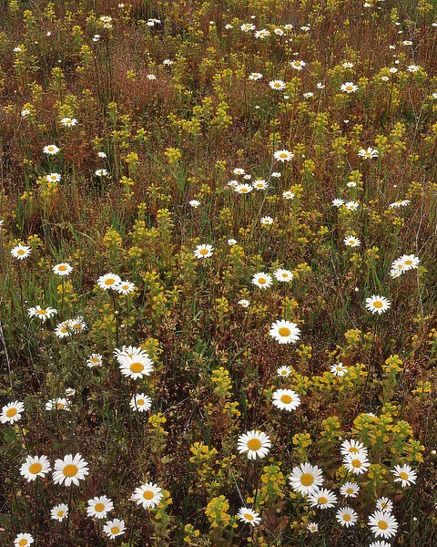 USA, Oregon. Parentucellia and daisies in field