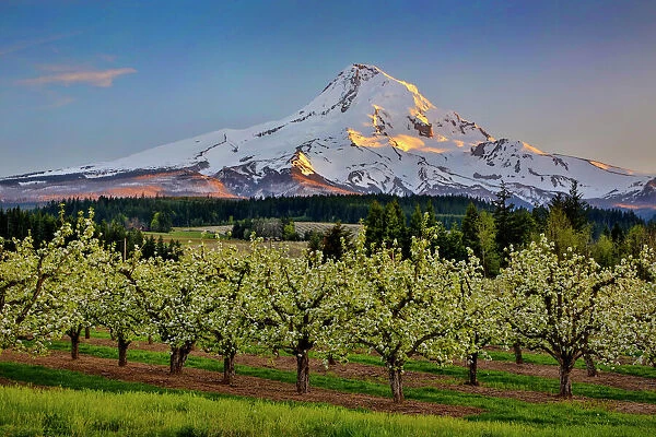 USA, Oregon. Pear orchard in bloom and Mt