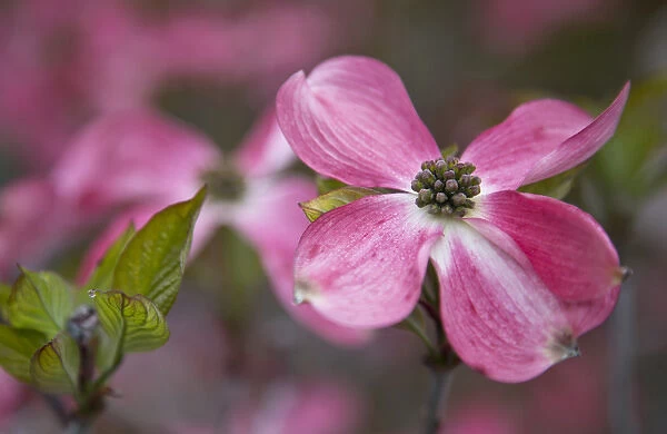 USA, Oregon. Pink dogwood blossom close-up