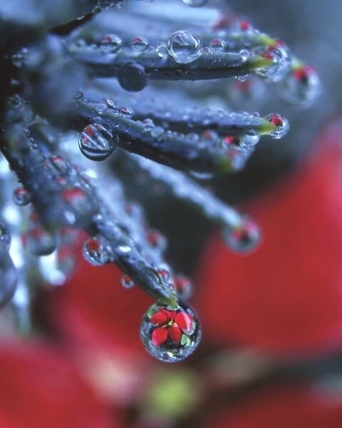 USA, Oregon, Poinsettia reflecting in dewdrop on end of Colorado blue spruce needle