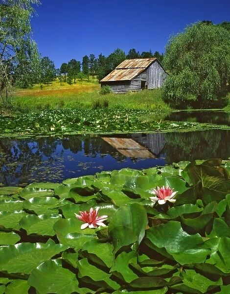 USA, Oregon, Polk County. Old barn reflecting in pond with water lilies