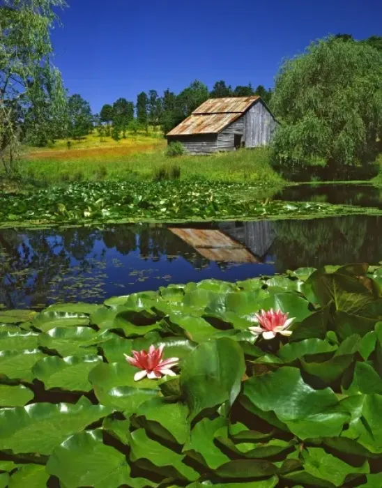 Framed Print : USA, Oregon, Polk County. Old barn reflecting in pond with water lilies Framed Print : USA, Oregon, Polk County. Old barn reflecting in pond with water lilies