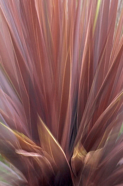 USA, Oregon, Portland. Abstract of red flax plant
