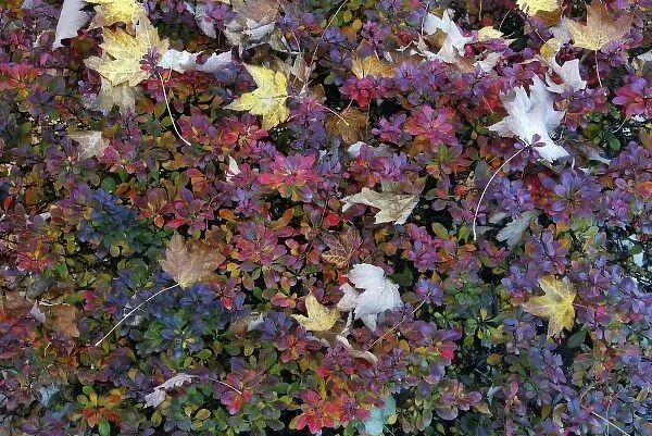 USA, Oregon, Portland. Autumn-hued leaves of garden barberry bush