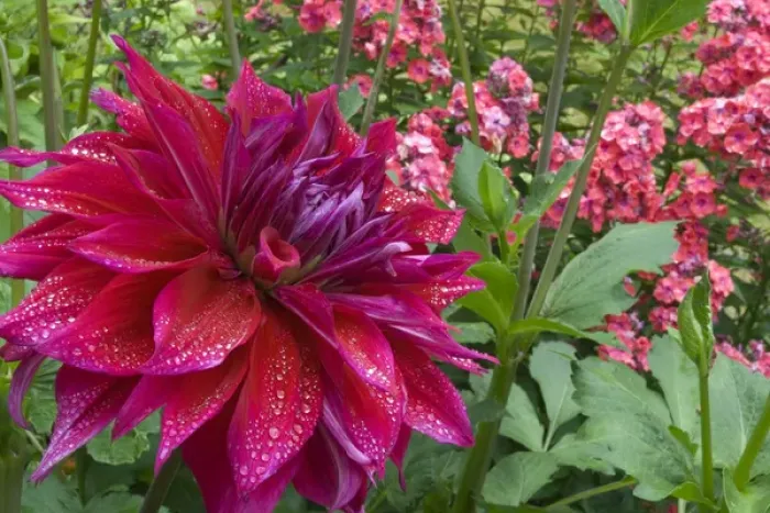Framed Print : USA, Oregon, Portland. Babylon purple dahlia and pink flox with droplets. Credit as