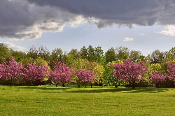 USA, Oregon, Portland. Blooming cherry trees in Blue Lake Park