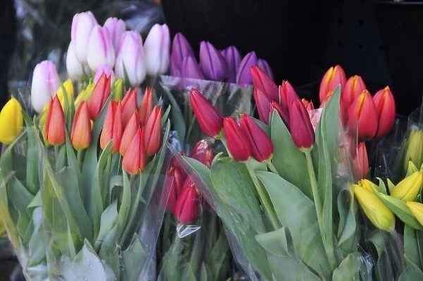USA, Oregon, Portland. Bouquets of spring tulips for sale at floral shop