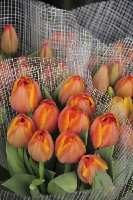 Framed Print : USA, Oregon, Portland. Bouquets of spring tulips for sale at floral shop Framed Print : USA, Oregon, Portland. Bouquets of spring tulips for sale at floral shop