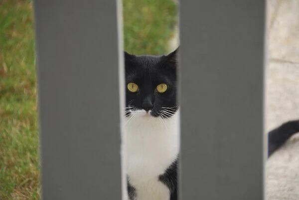 USA, Oregon, Portland. Cat looking through yard fence