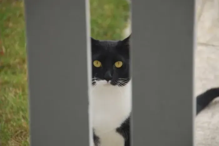 Framed Print : USA, Oregon, Portland. Cat looking through yard fence Framed Print : USA, Oregon, Portland. Cat looking through yard fence