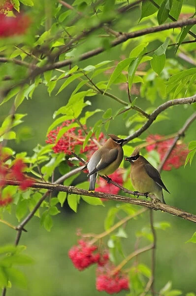 USA, Oregon, Portland. Cedar waxwing birds eating elderberries