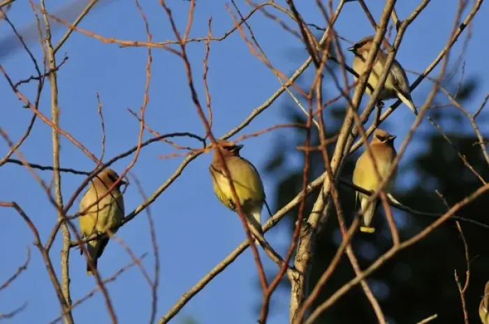 Framed Print : USA, Oregon, Portland. Cedar waxwing on tree branch Framed Print : USA, Oregon, Portland. Cedar waxwing on tree branch