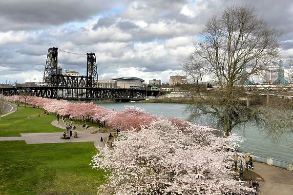 USA, Oregon, Portland. Cherry trees in bloom along Willamette River