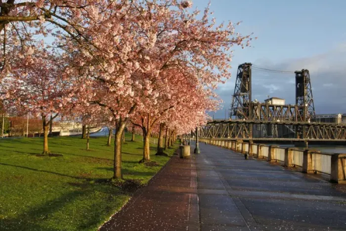 Framed Print : USA, Oregon, Portland. Cherry trees in bloom at sunrise